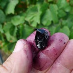 Les vendanges 2012 ont démarré