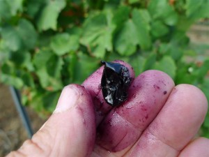 Evaluation empirique de la maturité du raisin