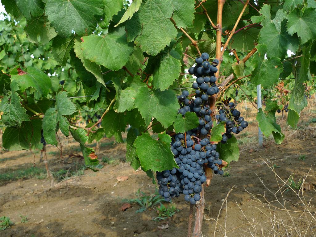 Jeune vigne de cépage malbec destinée à produire des vins de Bordeaux