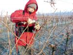 La taille de la vigne : une opération longue qui détermine la future récolte et la pérennité de la vigne