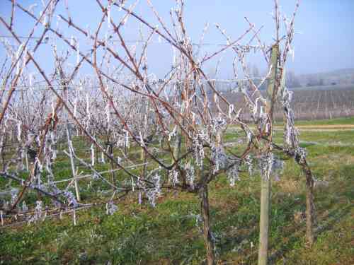 Vignes decorees par le givre a Ballan-Larquette pres de Bordeaux