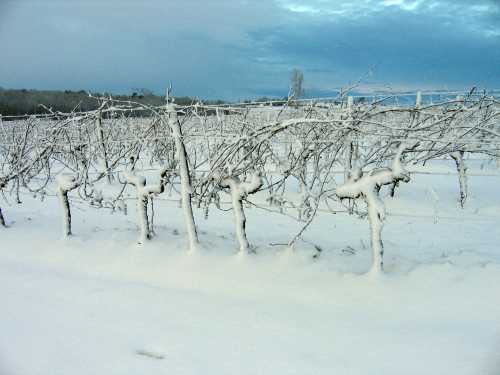 Impossible de tailler des vignes platrees de neige (Chateau Ballan-Larquette - Saint-Laurent du Bois, pres de Bordeaux, janvier 2007)