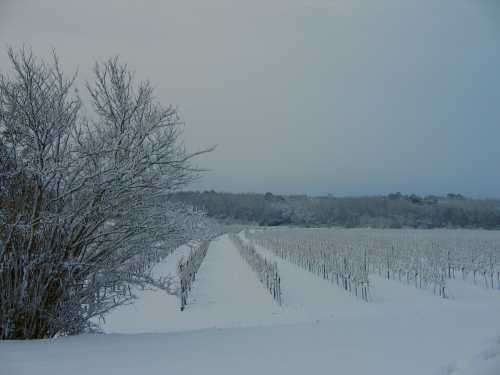 Les vignes de Chateau Ballan-Larquette (Bordeaux) recouvertes de neige en janvier 2007
