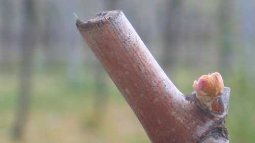 debourrement d'un bourgeon de vigne, c page merlot, stade pointe rose.