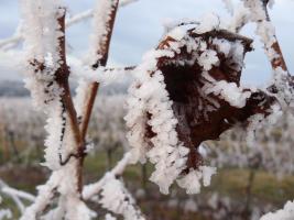 Givre sur une feuille de vigne