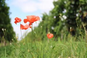 les coquelicots en sont témoins