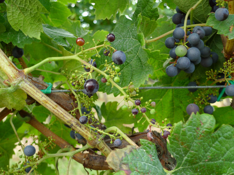 Coulure de la vigne sur cépage merlot