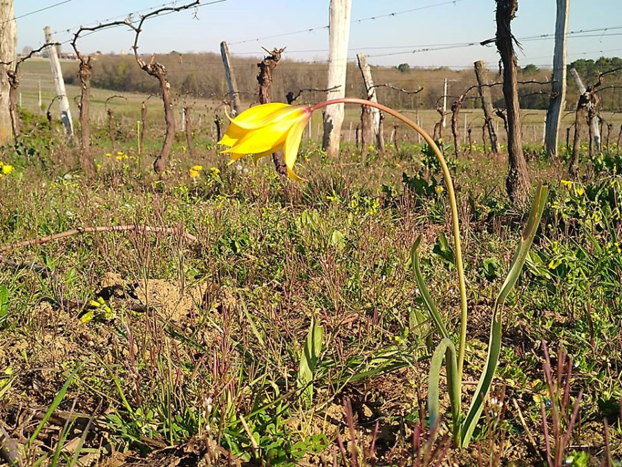Tulipes dans les vignes des Vignobles Chaigne et Fils